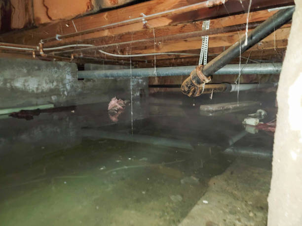 Best Flood restoration services  in Washington Park, IL