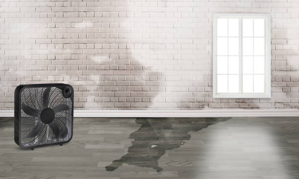 Best 24/7 water damage repair  in Washington Park, IL